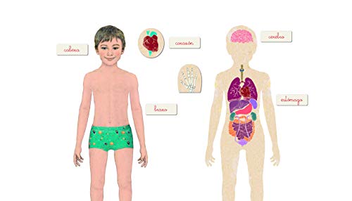 Clementoni-55292 - Montessori - El Cuerpo Humano - juego educativo montessori a partir de 3 años