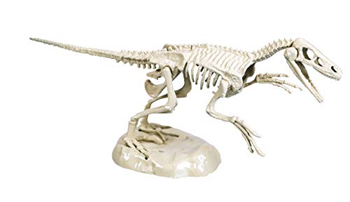 Clementoni- Galileo Science Juego Velociraptor, Juguete para niños a Partir de 7 años, excavación de ossilios de Dinosaurios con Martillo y cincel, para pequeños investigadores (59174)