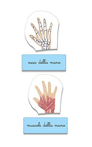 Clementoni- Sapientino Montessori 3 años, Juego Educativo Cuerpo Humano, anatomía y Desarrollo lenguaje – Fabricado en Italia, Multicolor (16373)