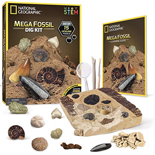 NATIONAL GEOGRAPHIC Kit de yacimiento de fósiles Reales, 15 fósiles