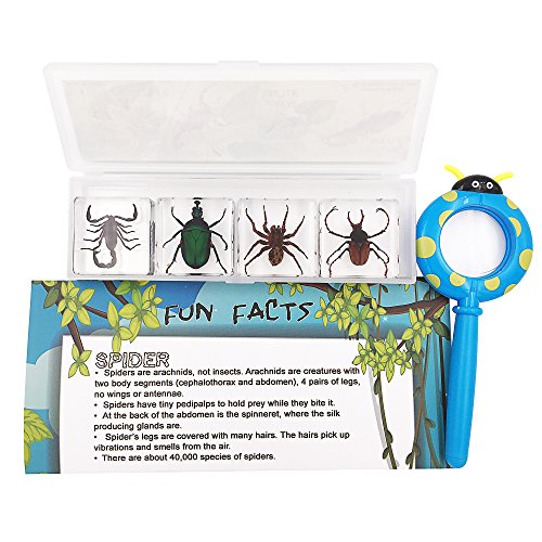 WhizKidsLab 4PZAS Juego Insectos Reales Resina Arácnido Espécimen Stem Set Bichos Lupa Póster Datos Curiosos