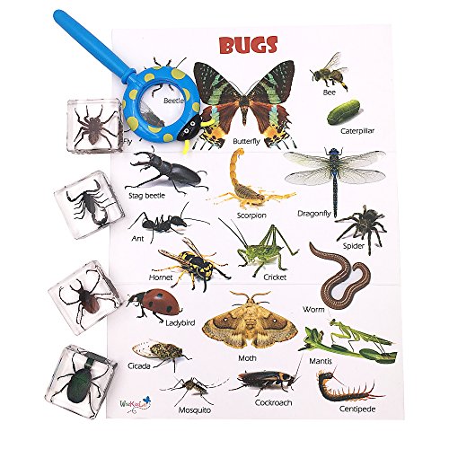 WhizKidsLab 4PZAS Juego Insectos Reales Resina Arácnido Espécimen Stem Set Bichos Lupa Póster Datos Curiosos