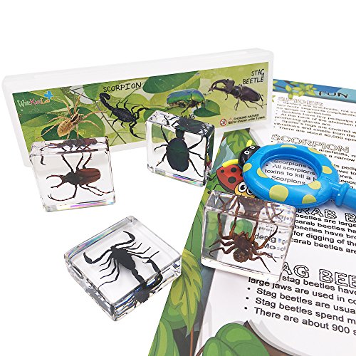 WhizKidsLab 4PZAS Juego Insectos Reales Resina Arácnido Espécimen Stem Set Bichos Lupa Póster Datos Curiosos