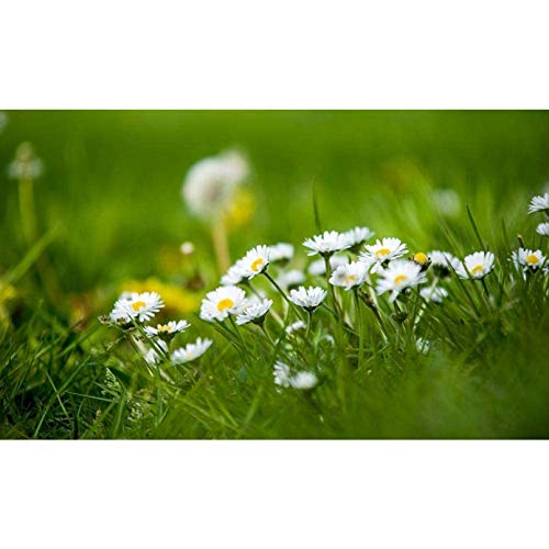 CHANGJIU Rompecabezas para Adultos 1000 Piezas-Bellis Grass Bokeh (75 * 50cm) -