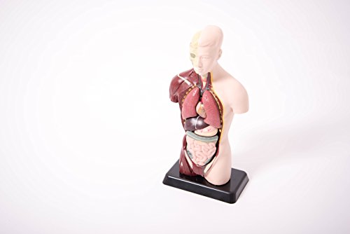 Edu Science 03093 Torso en miniatura, varios colores