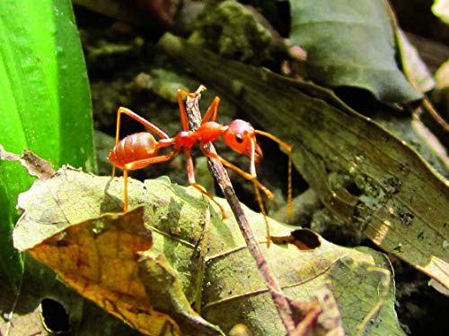 Edu Science Insectos Exploración Kit Marbel Juguetes