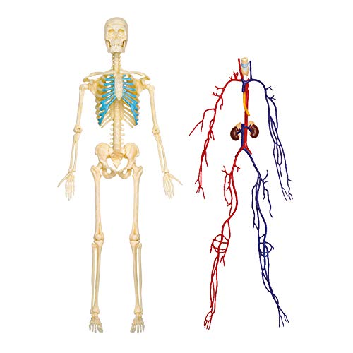 ExPLORA 546070 - Anatomía del Esqueleto Humano Transparente - Modelo Realista de 60 Piezas - 28 cm - Esqueleto + Elementos Desmontables + Base - Kit de Descubrimiento - para Partir de 8 años