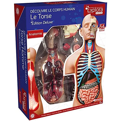 ExPLORA 546080 - Anatomía del Torso Humano - Modelo Realista de 54 Piezas - 40 cm - Torso + Elementos Desmontables + Base - Kit de Descubrimiento - para 8 años