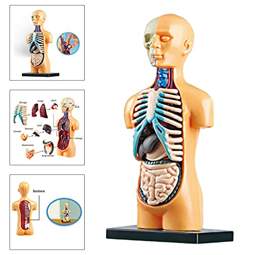 H HILABEE Cuerpo Humano anatomía Juguete Educativo DIY ensamblado Juguete Regalo para Chica Chico