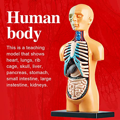 H HILABEE Cuerpo Humano anatomía Juguete Educativo DIY ensamblado Juguete Regalo para Chica Chico