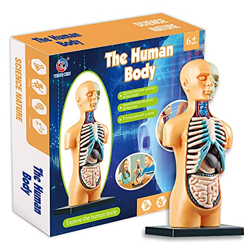 H HILABEE Cuerpo Humano anatomía Juguete Educativo DIY ensamblado Juguete Regalo para Chica Chico