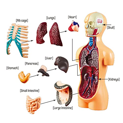 H HILABEE Cuerpo Humano anatomía Juguete Educativo DIY ensamblado Juguete Regalo para Chica Chico