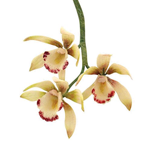 JEM Cortador de Orquídeas Pequeñas Cymbidium, Juego de 8