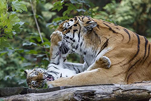 Puzzles para Adultos Puzzle 500 Piezas De Madera Rompecabezas La Madre Y El Niño Tigre Jugando En El Tronco De Un Árbol Rompecabezas De Piso Juego De Rompecabezas Y Juego Familiar