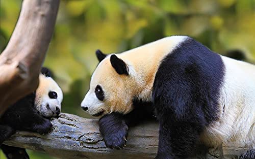 Puzzles para Adultos Puzzle 500 Piezas De Madera Rompecabezas Panda Madre E Hijo En El Tronco De Un Árbol Rompecabezas De Piso Juego De Rompecabezas Y Juego Familiar