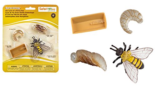 Safari Juguete Educativo del Ciclo de Vida de una Abeja