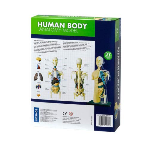 Thames & Kosmos | 260830 | Modelo de anatomía del Cuerpo Humano | 37 Piezas con Soporte y Libro de guía | Construye tu Propio Cuerpo Humano | Rango Nature Discovery | Edades Mayores de 8 años