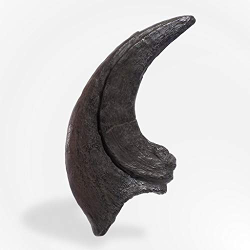 TRIASSICA Huge Raptor Claw - Utahraptor - Réplica de dinosaurio fósil