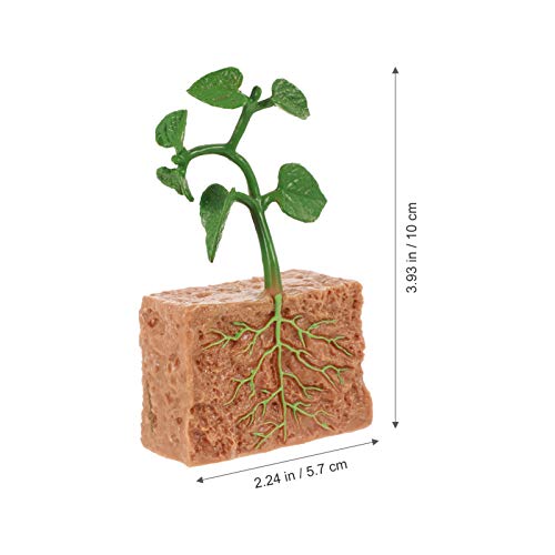 YARNOW 4 Piezas de Estatuillas de Plantas Ciclo de Vida Conjunto de Ciclo de Vida de Un Kit de Plantas de Frijol Verde Niños Aprendizaje Enseñanza Ciclo de Crecimiento de Insectos