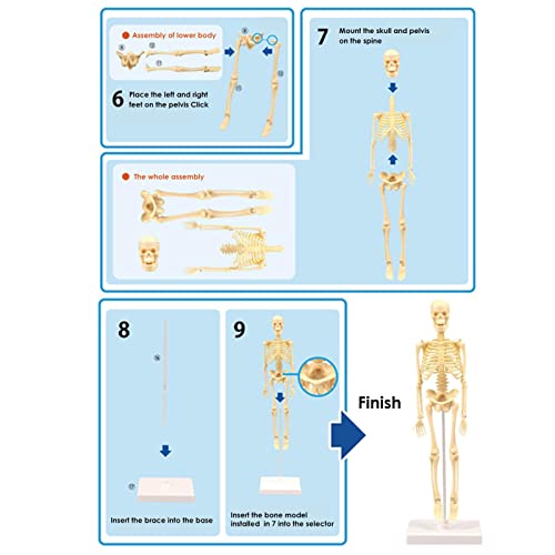 Mini modelo de esqueleto humano, esqueleto anatómico de tamaño portátil, juego de juguetes de estudio de esqueleto de rompecabezas para niños, fácil de quitar y ensamblar, accesorios educativos, 35 CM