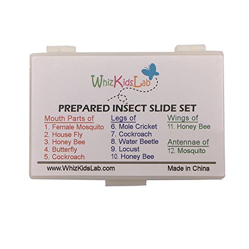 WhizKidsLab Set 12 Diapositivas para Microscopio Preparadas con Partes de Insectos Espécimen Real de Escarabajo Kit de Ciencias Tarjetas Stem