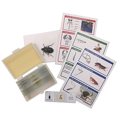 WhizKidsLab Set 12 Diapositivas para Microscopio Preparadas con Partes de Insectos Espécimen Real de Escarabajo Kit de Ciencias Tarjetas Stem