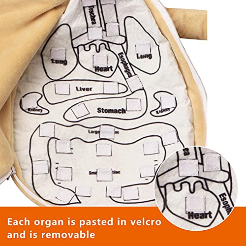 ZQYX Rompecabezas de Estructura Corporal de Tela para niños, Delantal de órganos 3D, Delantal de anatomía, Juguete Educativo para la Conciencia de los órganos del Cuerpo Humano para el hogar