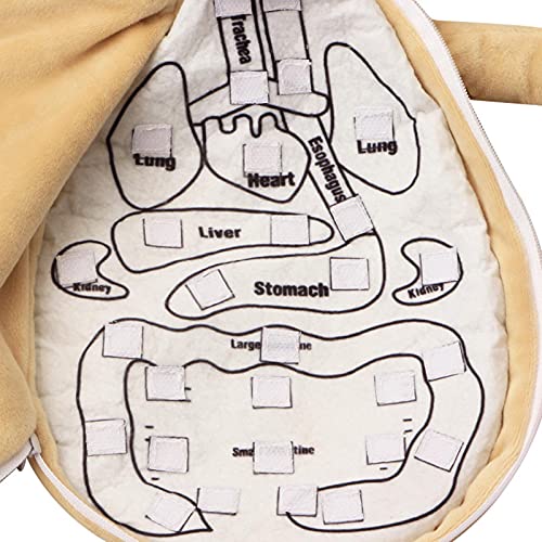 ZQYX Rompecabezas de Estructura Corporal de Tela para niños, Delantal de órganos 3D, Delantal de anatomía, Juguete Educativo para la Conciencia de los órganos del Cuerpo Humano para el hogar