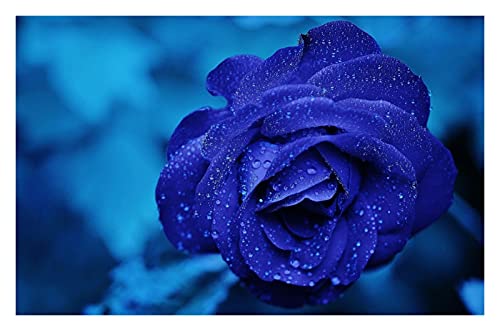 De Madera Rompecabezas 3D 1000 Piezas de Rompecabezas for Adultos niños -Jigsaw Puzzles for Adultos 1000 Bricolaje Juguetes difíciles y de desafío -Waterdrop Blue Rose