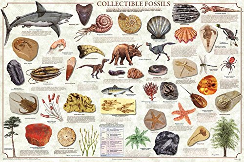 (24 x 36) Coleccionable Fossils Prehistórico Educational Science Gráfico Póster