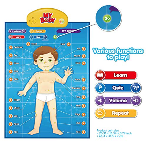 BEST LEARNING i-Poster mi Cuerpo - Juego Educativo Interactivo de anatomía Humana para Aprender Partes del Cuerpo, órganos, músculos y Huesos para niños de 5 a 12 años (Versión en inglés)