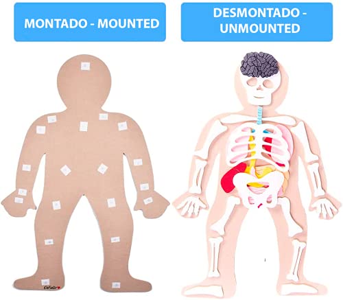 Defieltro Cuerpo Humano de Fieltro con Huesos y Órganos - Montessori el Cuerpo Humano Desmontable en Partes - Juegos de Anatomia para Niños - Juguete Educativo Esqueleto Humano