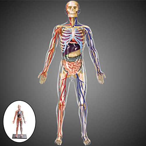 F Fityle Modelo de Anatomía de Esqueleto Y órganos Humanos 4D Multicolor