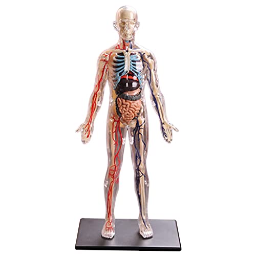 F Fityle Modelo de Anatomía de Esqueleto Y órganos Humanos 4D Multicolor