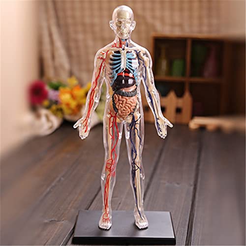 F Fityle Modelo de Anatomía de Esqueleto Y órganos Humanos 4D Multicolor