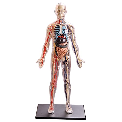 F Fityle Modelo de Anatomía de Esqueleto Y órganos Humanos 4D Multicolor