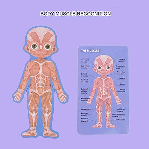 Rompecabezas de Madera para niños pequeños, niños Estructura de órganos del Cuerpo Humano Rompecabezas de cognición Juguetes educativos System Interactivo de Juguetes de anatomía Humana(MG-Chica)