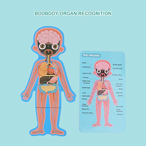 Rompecabezas de Madera para niños pequeños, niños Estructura de órganos del Cuerpo Humano Rompecabezas de cognición Juguetes educativos System Interactivo de Juguetes de anatomía Humana(MG-Chica)