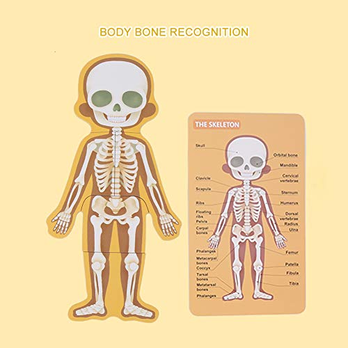 Rompecabezas de Madera para niños pequeños, niños Estructura de órganos del Cuerpo Humano Rompecabezas de cognición Juguetes educativos System Interactivo de Juguetes de anatomía Humana(MG-Chica)