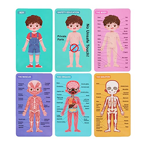 Toddmomy Juego de Anatomía de Cuerpo Humano para Niños Juego Educativo Interactivo Juguete para Aprender Partes del Cuerpo Músculos Huesos 1 Juego