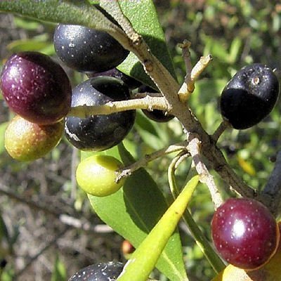 EUROPEAN OLIVE TREE - OLEA EUROPAEA 50 seeds by Tropical Oasis