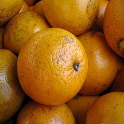 FLORIDA ORANGE TREE Gardner oranges sweet and juicy perfect house plant 10 seeds by Tropical Oasis