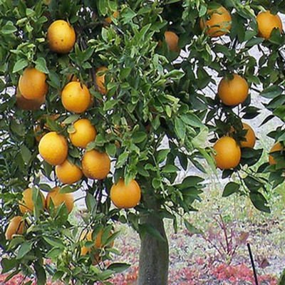 FLORIDA ORANGE TREE Gardner oranges sweet and juicy perfect house plant 10 seeds by Tropical Oasis