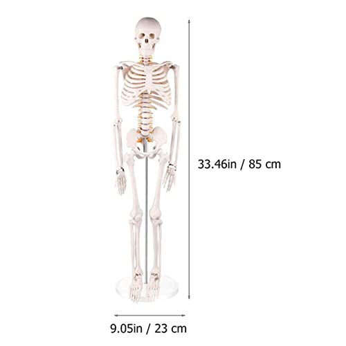 HUIGE Modelo De Esqueleto Humano para Anatomía, Modelo De Esqueleto Humano De 85 Cm con Sistema Nervioso, Brazos Y Piernas Móviles, para Estudio Médico Y Exhibición