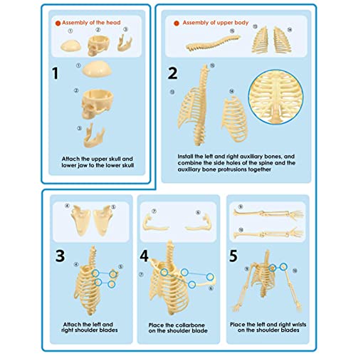 Modelo de esqueleto humano para niños, brazos móviles y piernas educativo juguete esquelético, niños que aprenden la anatomía de la ciencia