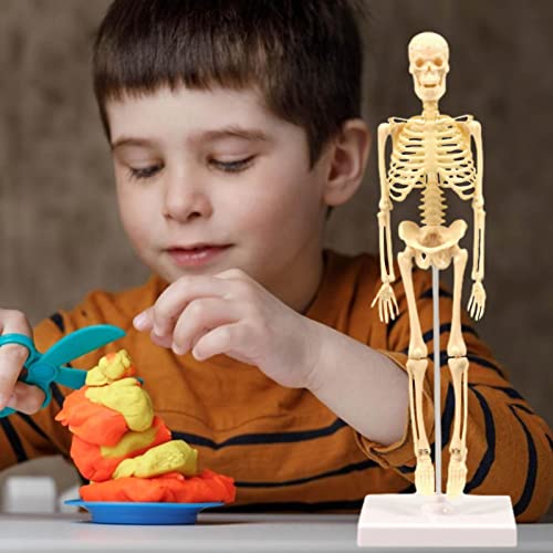 Modelo de esqueleto humano para niños, brazos móviles y piernas educativo juguete esquelético, niños que aprenden la anatomía de la ciencia