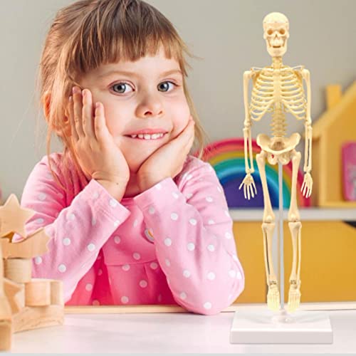 Modelo de esqueleto humano para niños, brazos móviles y piernas educativo juguete esquelético, niños que aprenden la anatomía de la ciencia