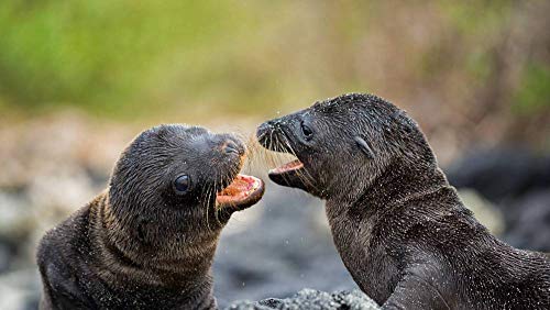 PANDABOOM Rompecabezas De 1500 Piezas Islas Galápagos Cachorros De Lobos Marinos En La Isla De Santiago, Ecuador, Juguetes Educativos Bricolaje (87 x 57 cm)