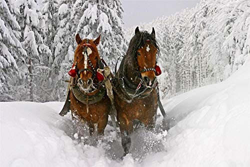 Pintura Pintura Por Números Para Adultos, Kits De Pintura Por Números Para Niños Principiantes Sobre Lienzo, Carruaje Tirado Por Caballos En La Nieve 40x50cm