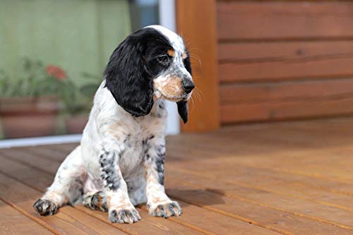 Puzzle de para Adultos Spaniel Cachorro Perro Coker Naturaleza Cocker Spaniel Puzzle De Madera Clásico Decoración -1000 piezas